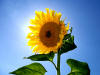 Sonnenblume im eigene Garten